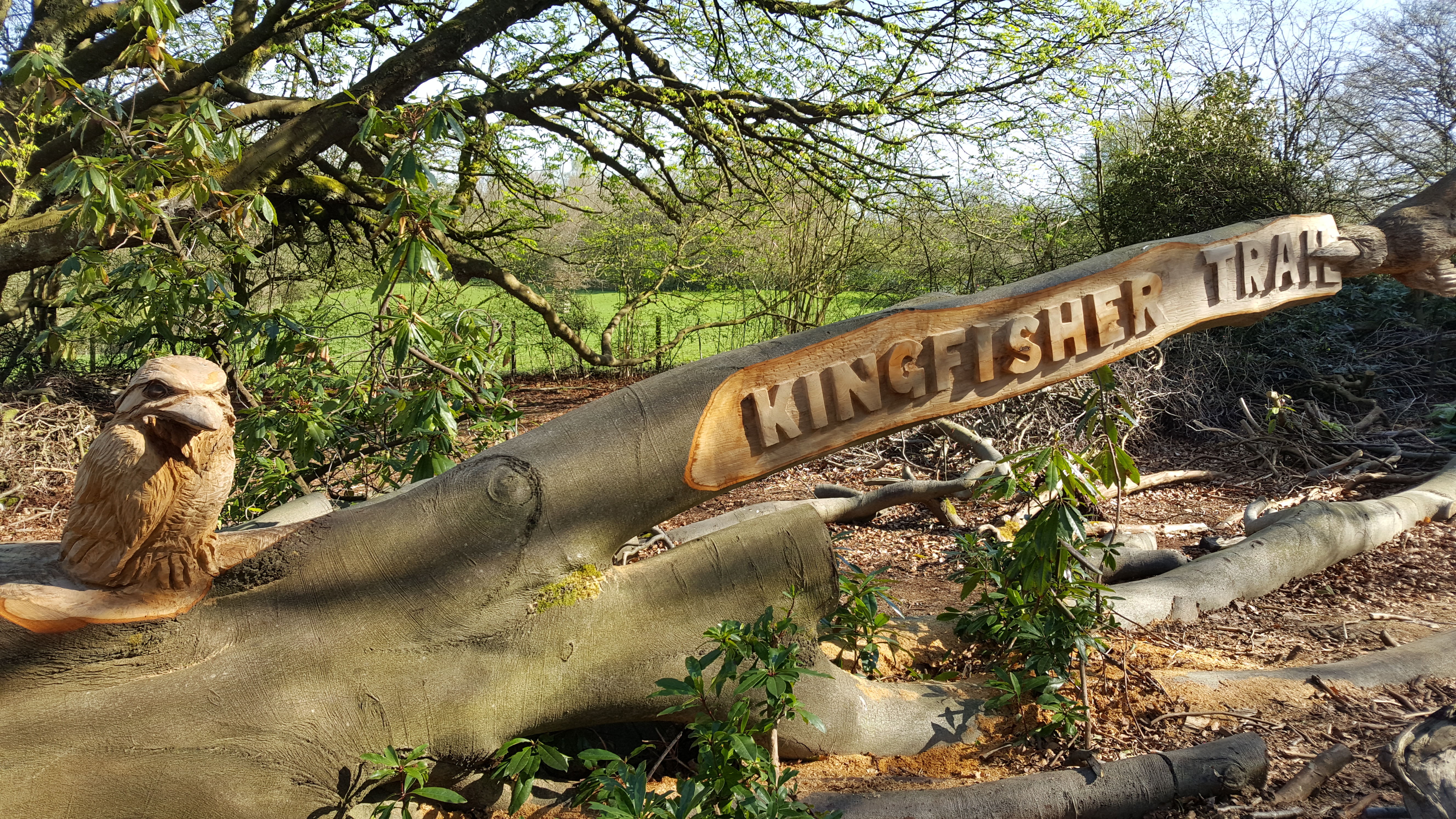 Kingfisher trail sign tree