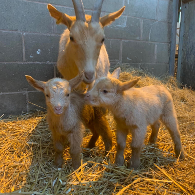 Sandwell Deaf Community Association SDCA - Forge Mill Farm