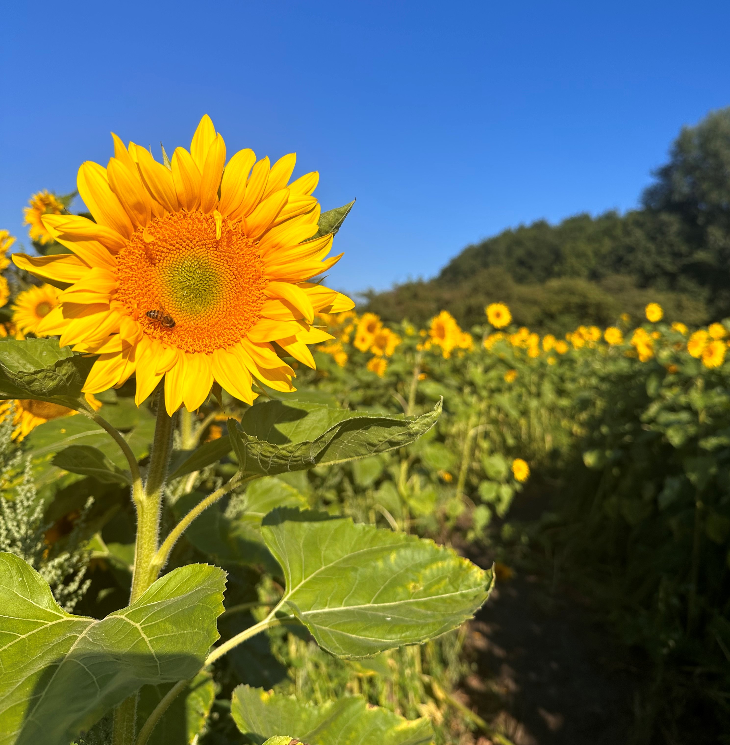 sunflower bee 2023