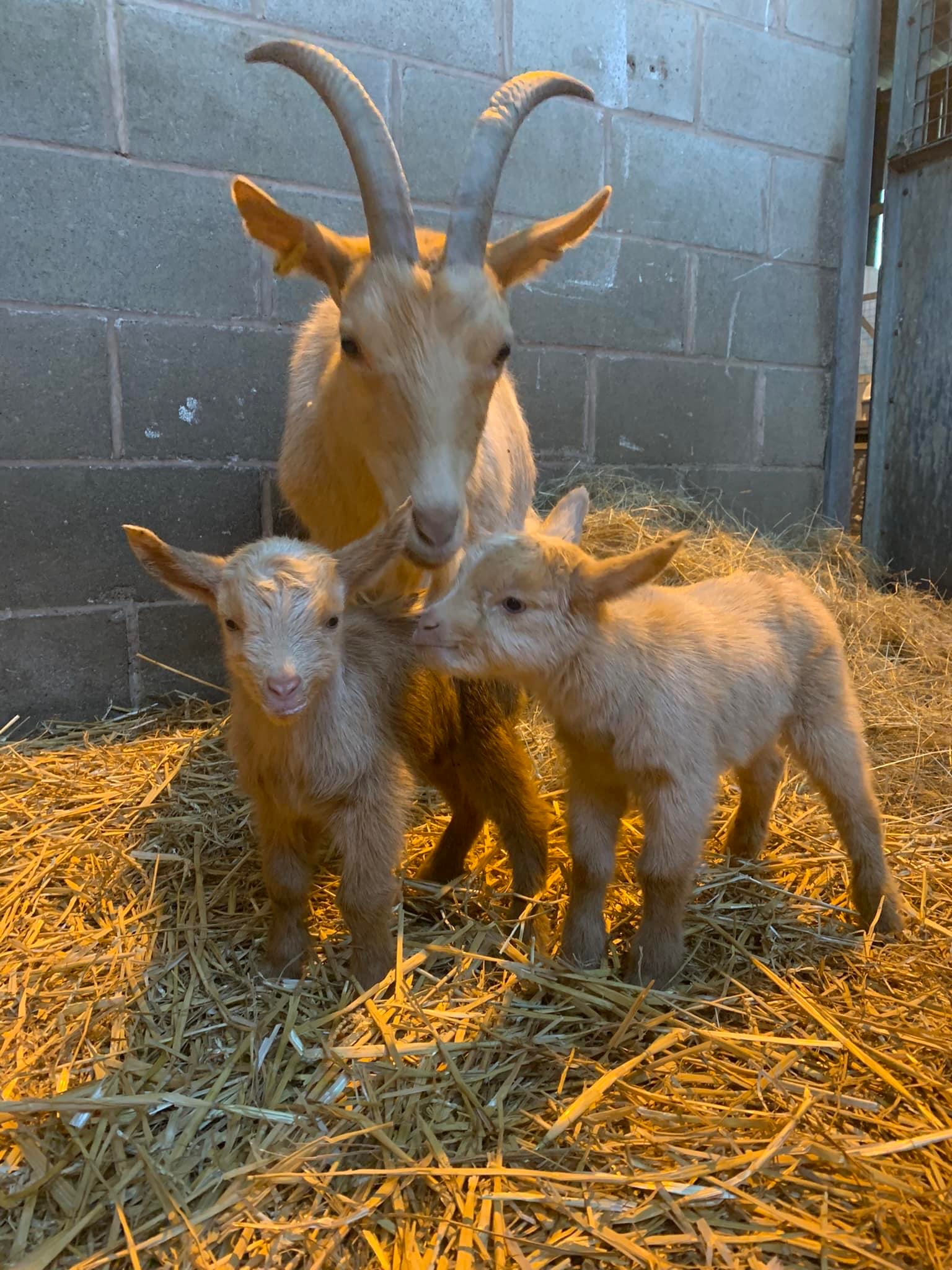 goat twins 2023