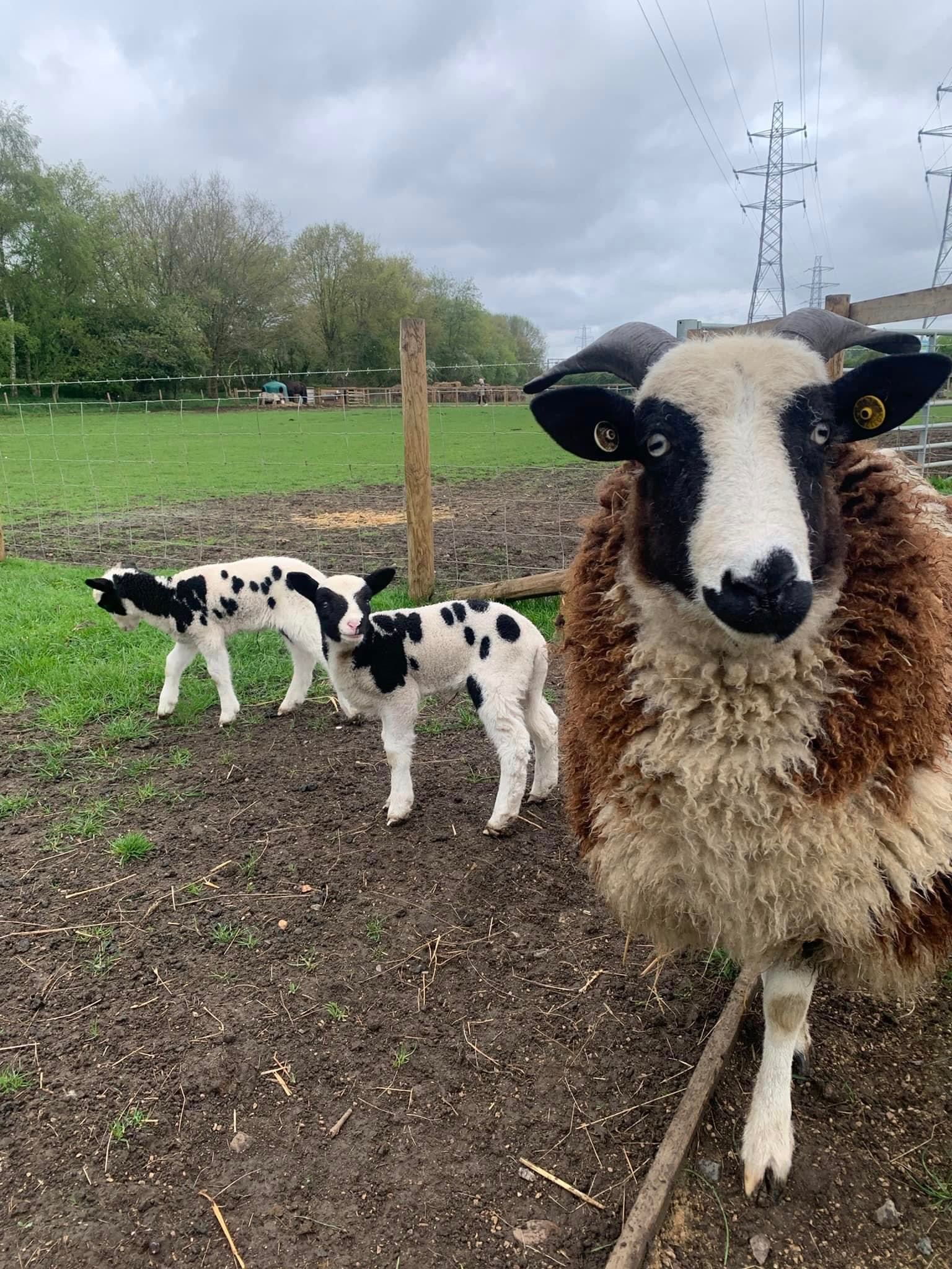 Jacob sheep - Copy