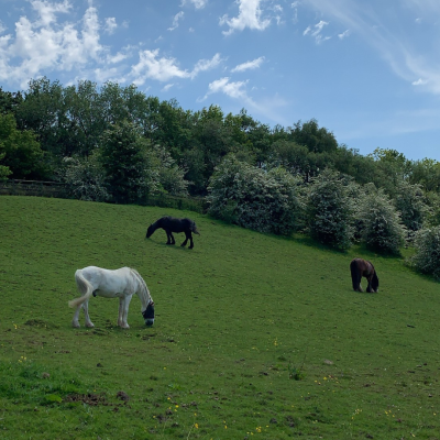 Male Family Group Ltd T/A Warrens Hall Riding School WHRS Easter HAF Programme 🐴🐣